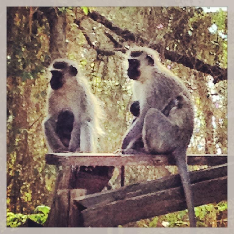 بيت شباب Jungle Monkey Backpackers Port Saint Johnʼs المظهر الخارجي الصورة