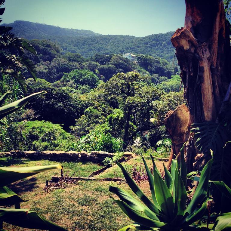 بيت شباب Jungle Monkey Backpackers Port Saint Johnʼs المظهر الخارجي الصورة